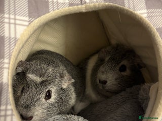 Guinea Pig rodents Gorgeous young guinea pigs - Advert 2