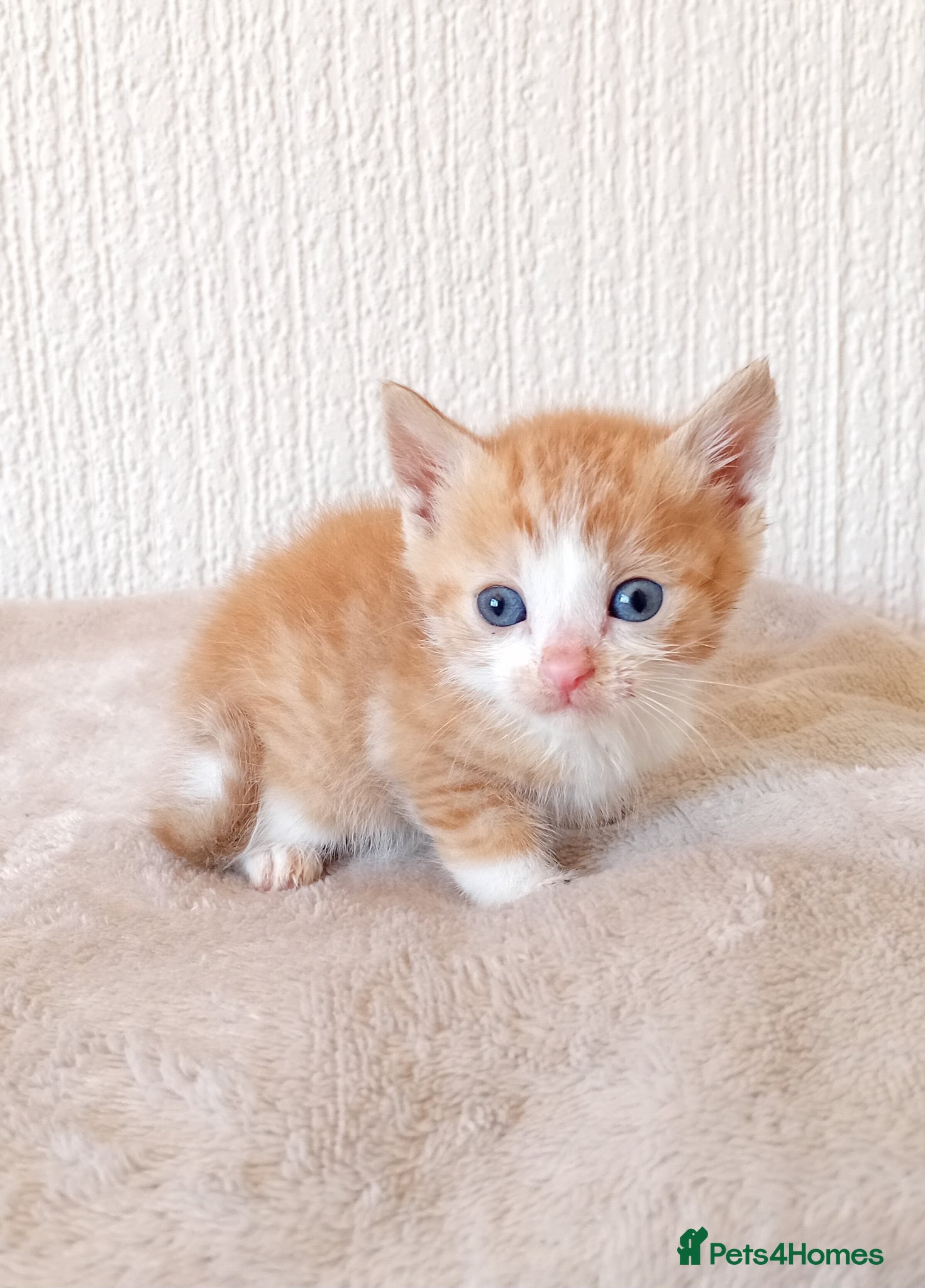 Mixed Breed cats 1 ginger MALE left - Advert 19