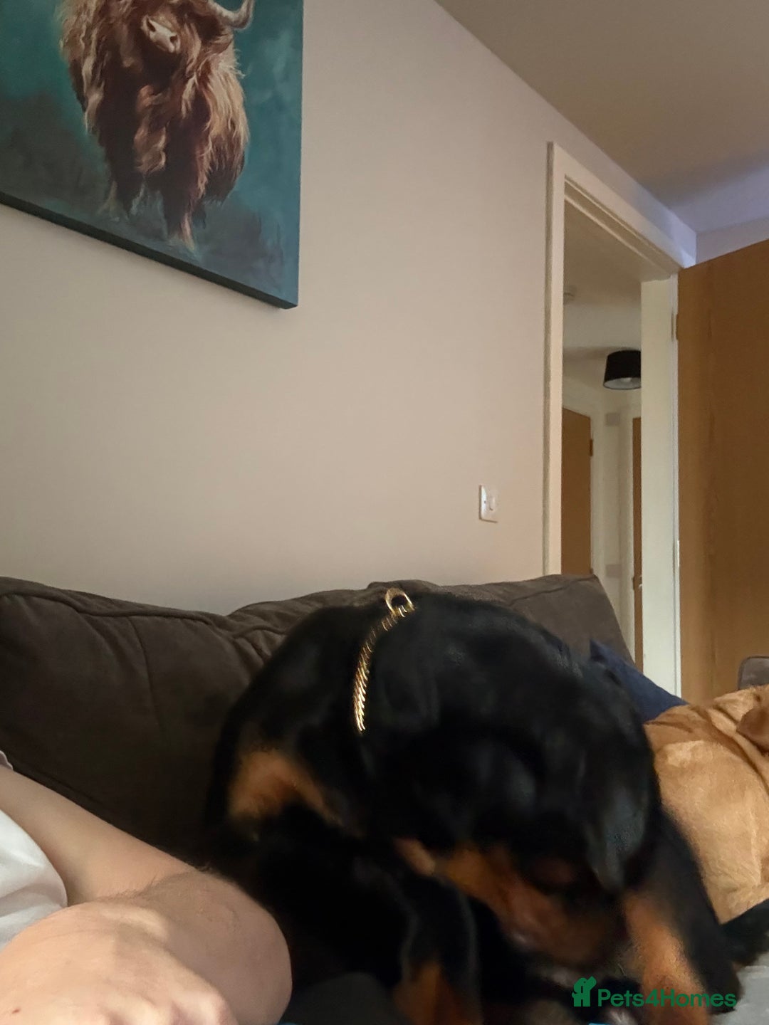 Rottweiler dogs for sale: Rottweiler pup 11 months old male - Advert 4