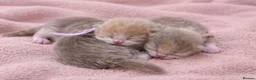 British Shorthair cats for sale: 🌟Last 2 kittens 🌟 Top quality British shorthair  - Advert 11