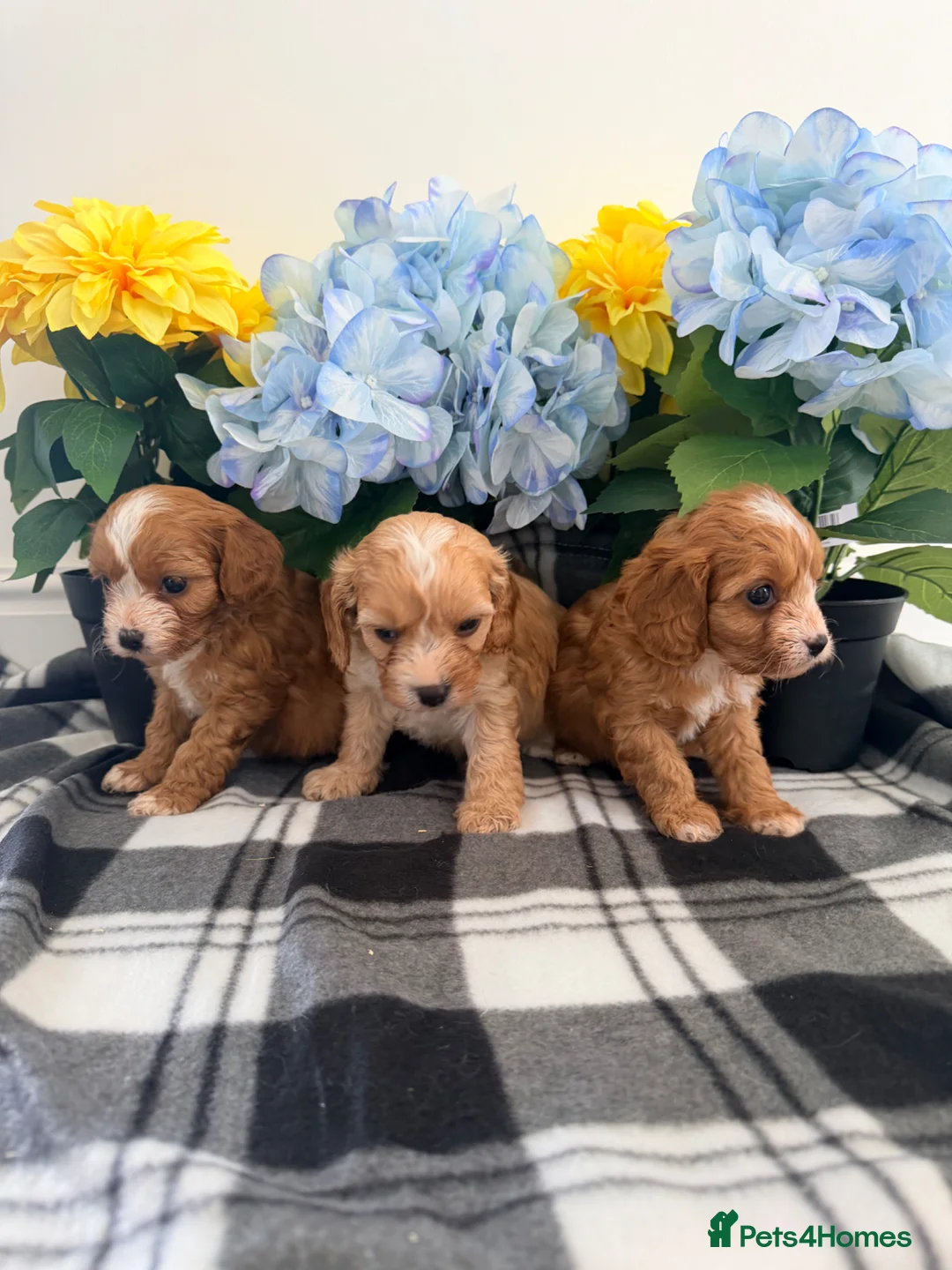 Cavapoo dogs for sale: Adorable F1 cavapoo puppies 🐶  - Advert 2