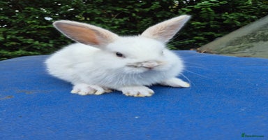 English Spot rabbits - Advert 3