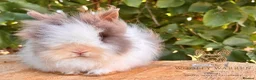 Lionhead rabbits for sale: Fully Vaccinated Lionheads Ready Now  - Advert 17