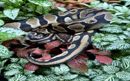Python Snake reptiles for sale: Mixture of Royal Pythons, Corn Snakes, Sand Boa - Image 7