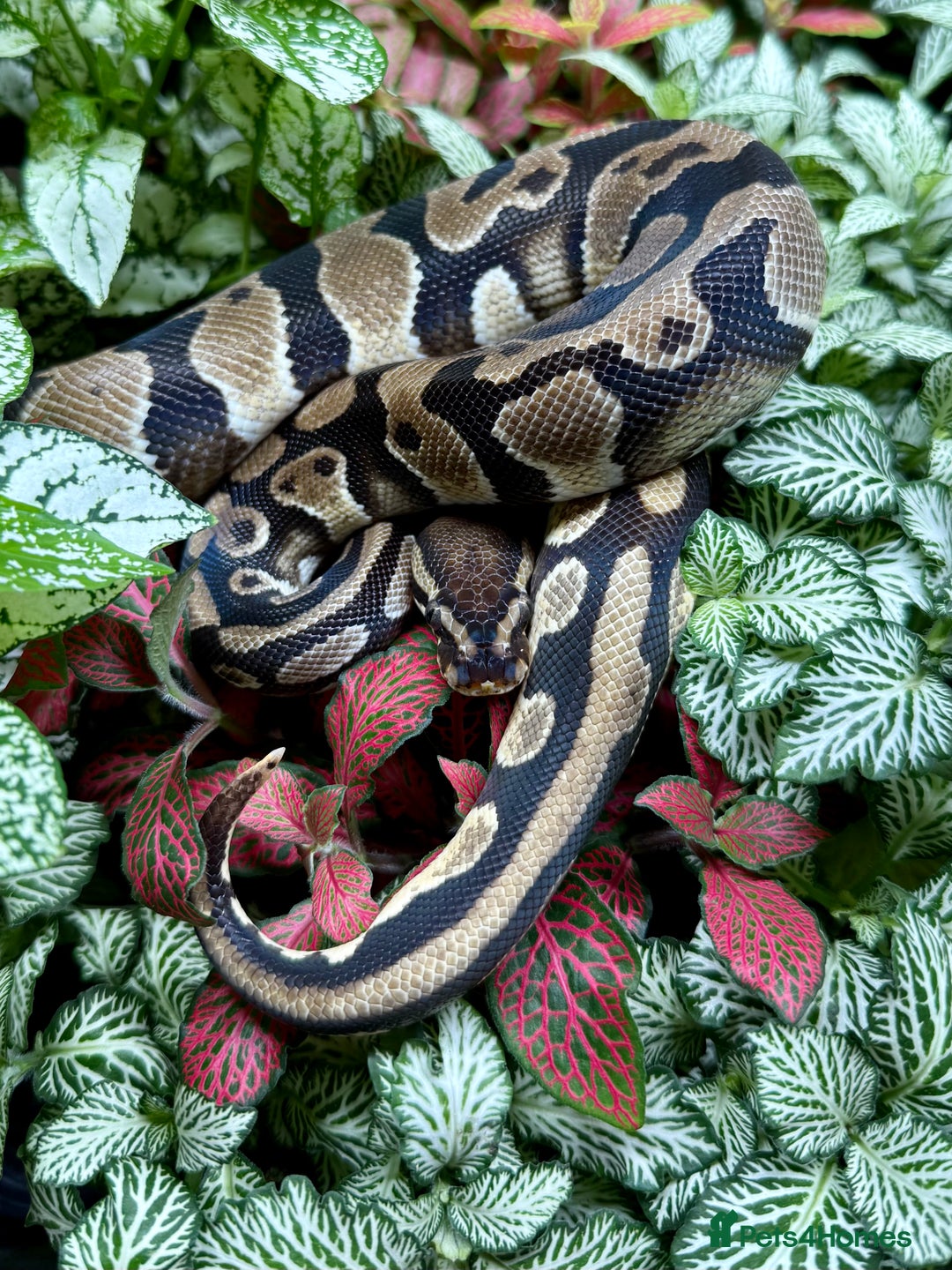 Python Snake reptiles for sale: Mixture of Royal Pythons, Corn Snakes, Sand Boa - Image 7