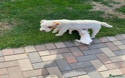 Parson Russell dogs for sale: Parson Russell puppies - Image 8