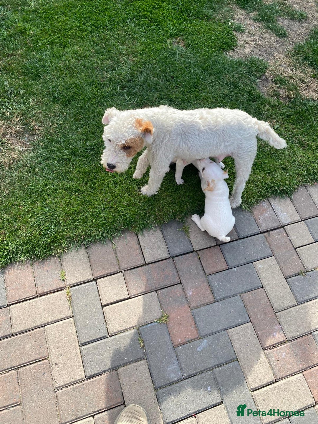Parson Russell dogs for sale: Parson Russell puppies - Image 8
