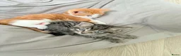 Mixed Breed cats for sale: Kittens - Advert 3