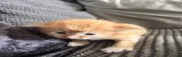Mixed Breed cats for sale: Maine coon x ragdoll x kittens - Advert 7