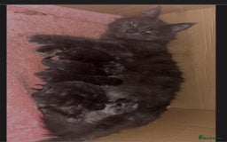 Maine Coon cats for sale: Maincoon kittens - Image 1