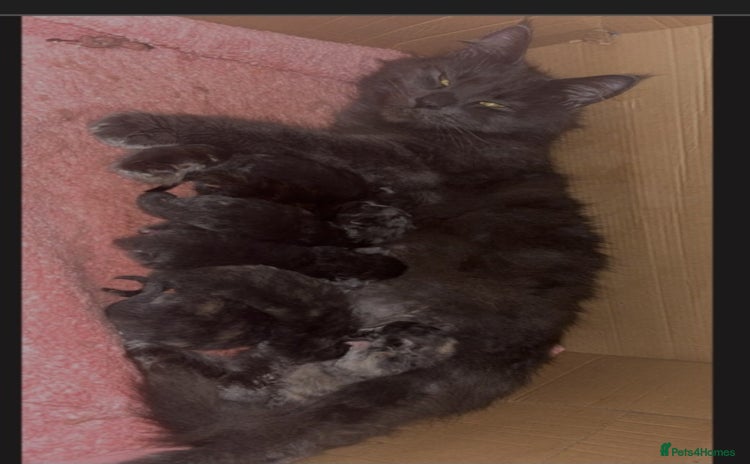 Maine Coon cats - Advert 2