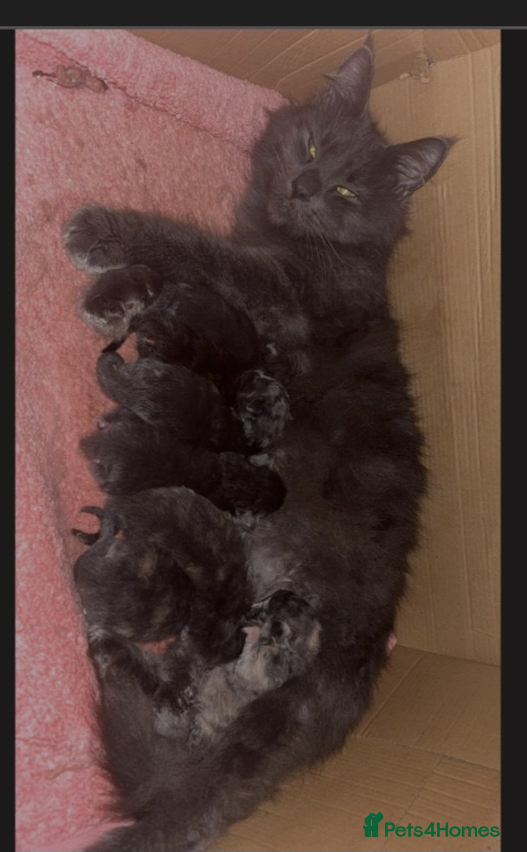 Maine Coon cats for sale: Maincoon kittens - Image 1