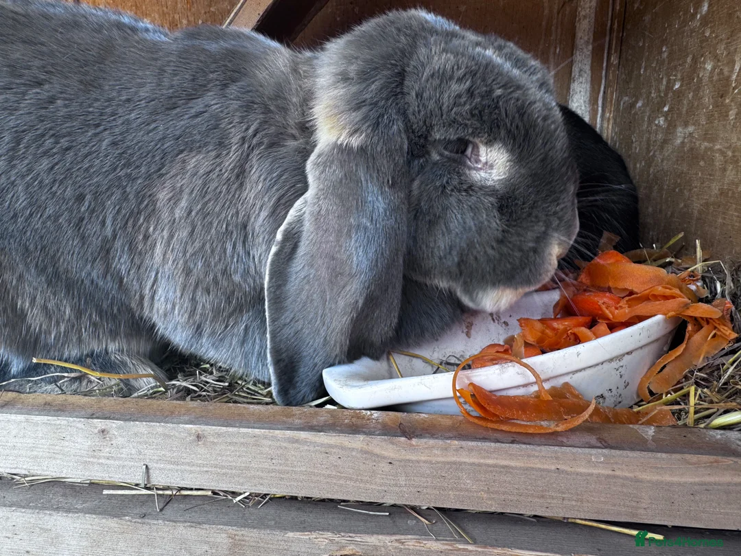French Lop rabbits for sale: Blue French lop - Advert 2