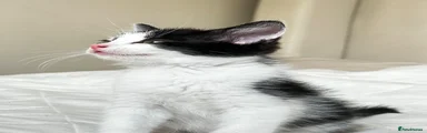 Kitten 3