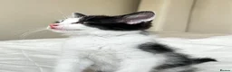Mixed Breed cats for sale: Kittens - Advert 13