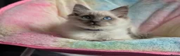Ragdoll cats for sale: Stunning ragdoll kittens for sale.  - Advert 9