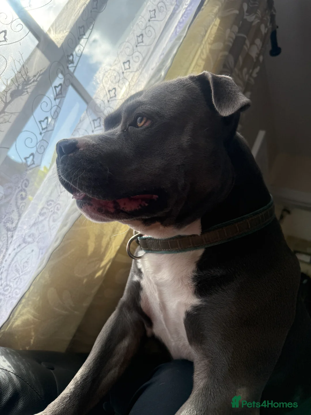 Staffordshire Bull Terrier dogs for stud: Staffordshire Bull Terrier in Ipswich - Advert 3