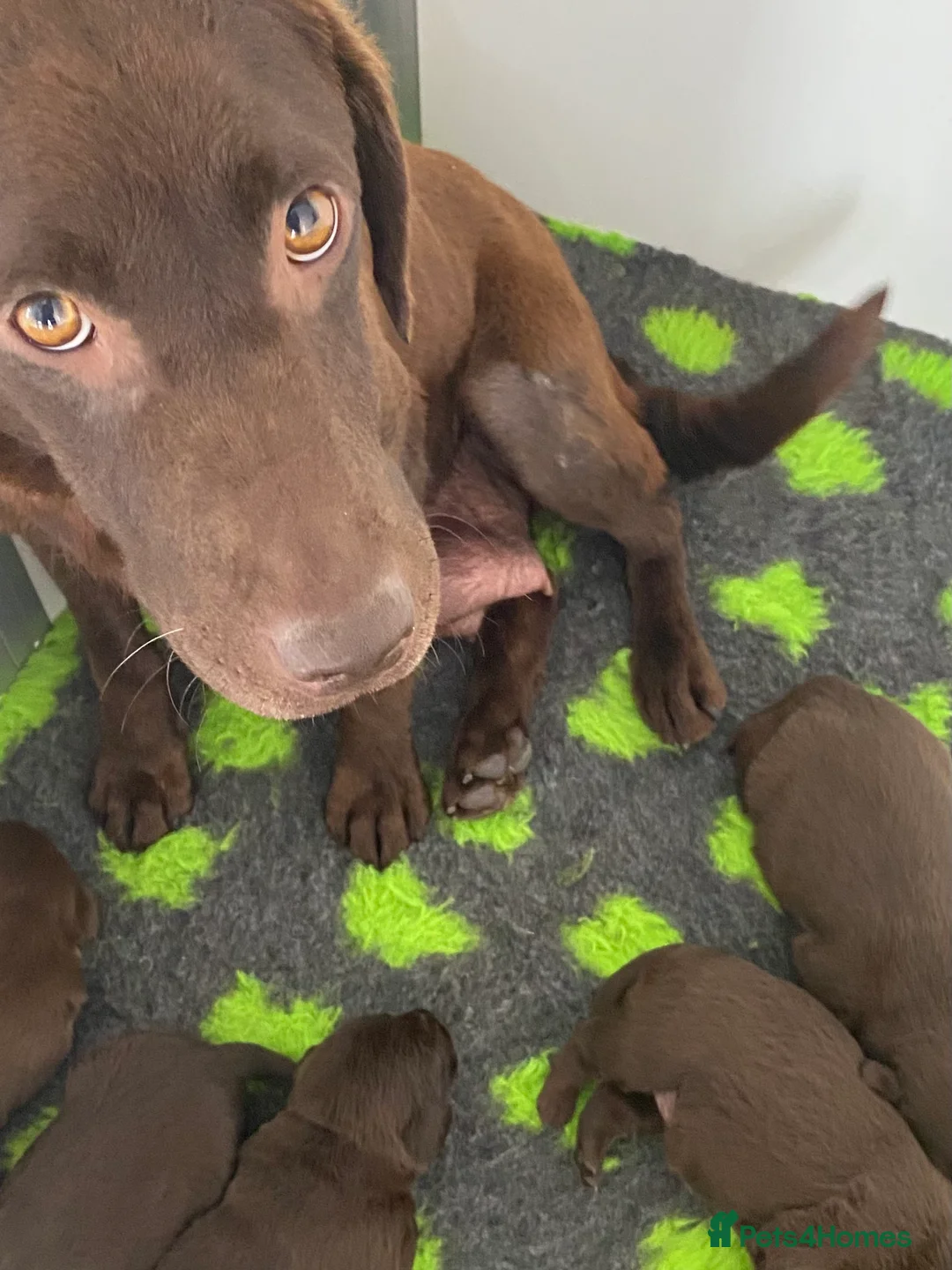 Labrador Retriever dogs for sale: KC CHOCOLATE LARBRADOR PUPPIES  - Advert 1