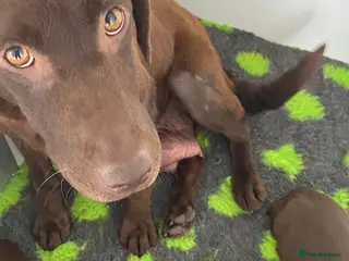 Labrador Retriever dogs KC CHOCOLATE LARBRADOR PUPPIES - Advert 1