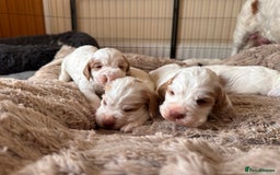Clumber Spaniel dogs for sale: Clumber Spaniel Hybrid - Image 1