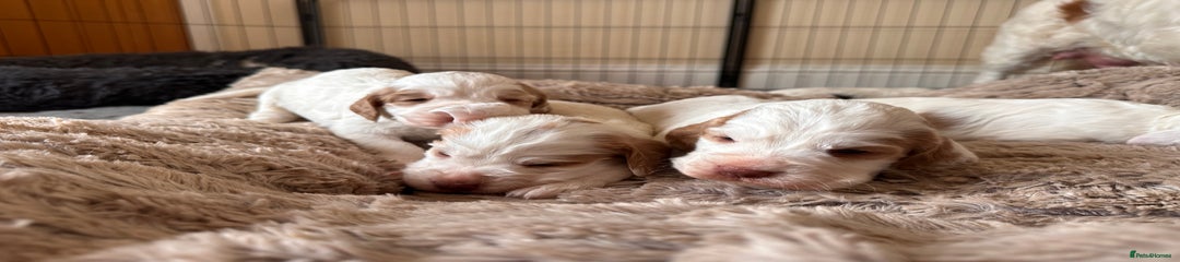Clumber Spaniel Puppy 7