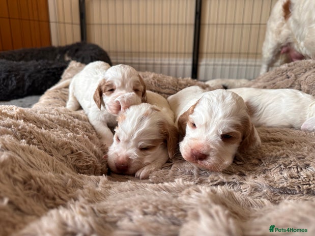 Clumber Spaniel dogs - Advert 1