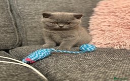 British Shorthair cats for sale: British Shorthair Male Kitten (GCCF) - Advert 4