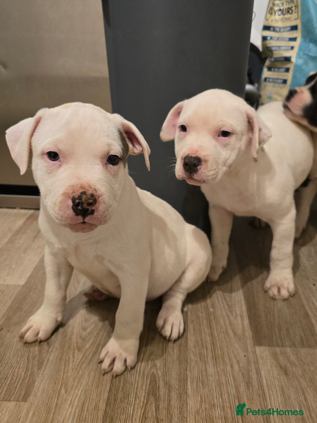 American Bull Staffy dogs for sale: Last one Girl Staffordshire waiting for new home - Advert 12