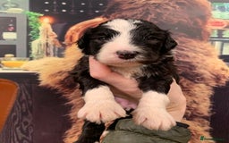 Sheepadoodle dogs for sale: Medium Sheepadoodle Puppies Available  - Image 5