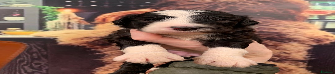 Sheepadoodle Puppy 2