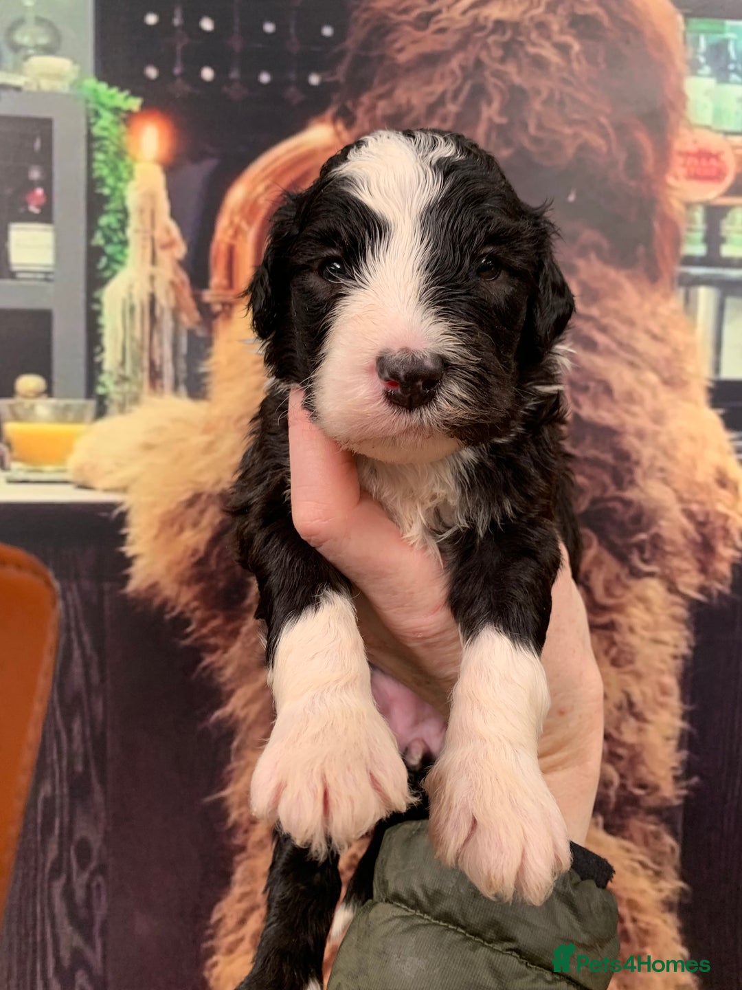 Sheepadoodle dogs for sale: Medium Sheepadoodle Puppies Available  - Image 5