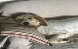 Mixed Breed dogs for adoption: Rufus - lovely Grand Griffon Vendeen for adoption - Image 6