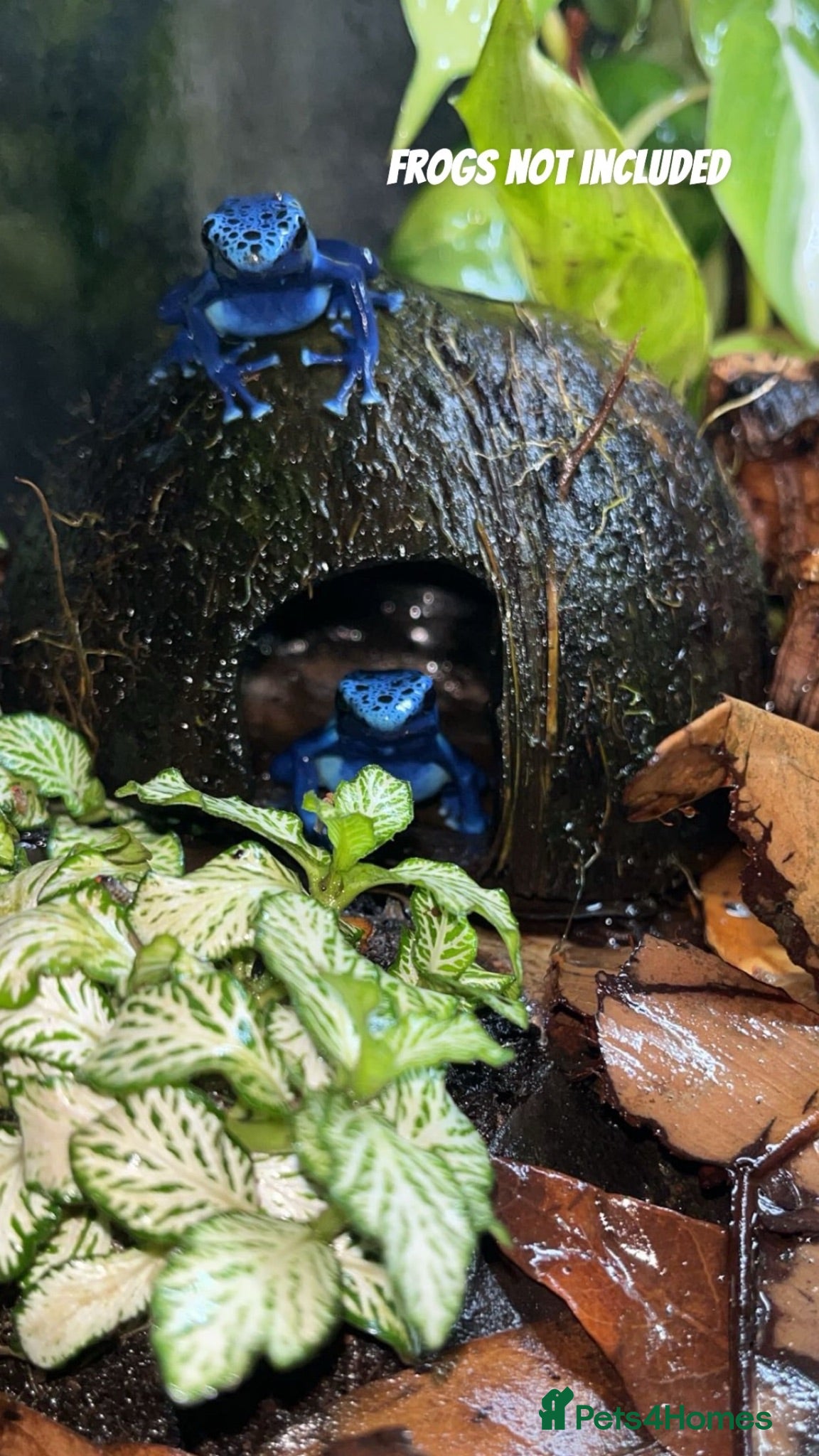 Gecko reptiles Dart Frog exo terra pro  - Advert 1