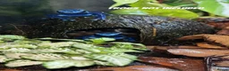 Gecko reptiles for sale: Dart Frog exo terra pro  - Advert 1