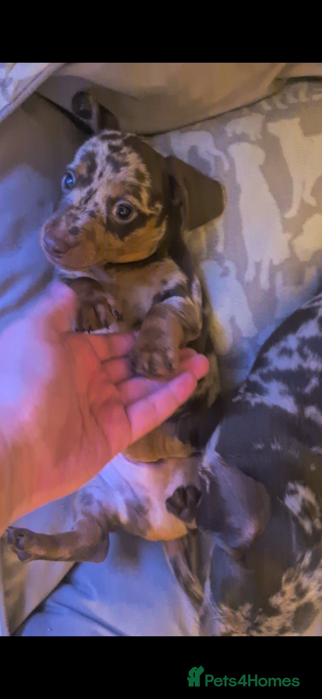 Miniature Dachshund dogs for sale: Chocolate Daple Miniature Boys  - Image 4