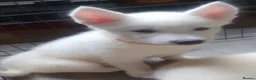 Siberian Husky dogs for sale: 2 female Beautiful White Husky Puppies Ready Now. - Advert 22