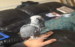 Parrots birds for sale: 1 African Grey Baby LEFT (Hand Reared) READY NOW - Image 3