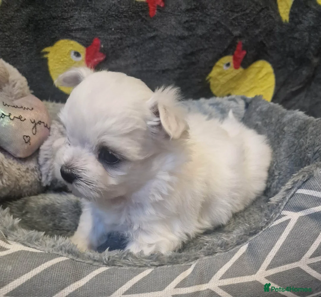 Maltese dogs for sale: Korean Maltese puppies for adoption - Advert 7