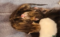 Mixed Breed cats for sale: Beautiful Mixed-Breed Kittens  - Image 6