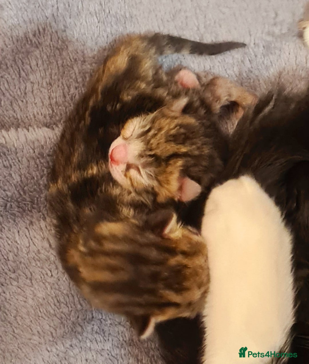 Mixed Breed cats for sale: Beautiful Mixed-Breed Kittens  - Image 6