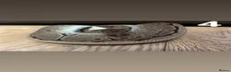 Python Snake reptiles for sale: Multiple Royal Pythons For Sale in Stamford - Advert 4