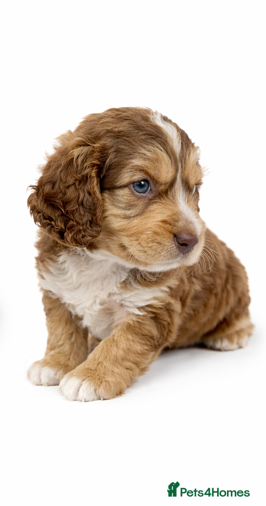 Cockapoo dogs Beautiful Cockapoo F1B Puppies - Advert 1