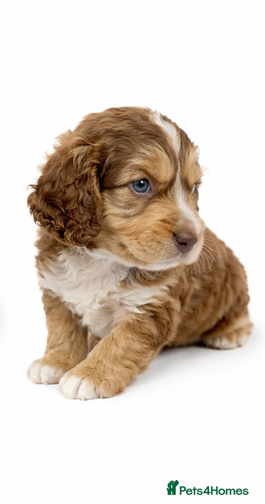 Cockapoo dogs for sale: Beautiful Cockapoo F1B Puppies - Advert 1