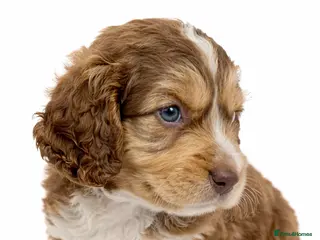 Cockapoo dogs Beautiful Cockapoo F1B Puppies - Advert 1