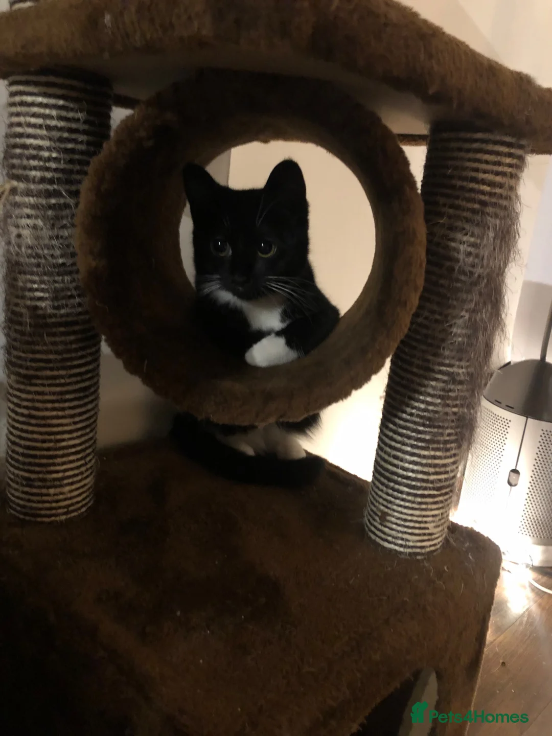 Mixed Breed cats for sale: 2 loving cats needing new home - Advert 1