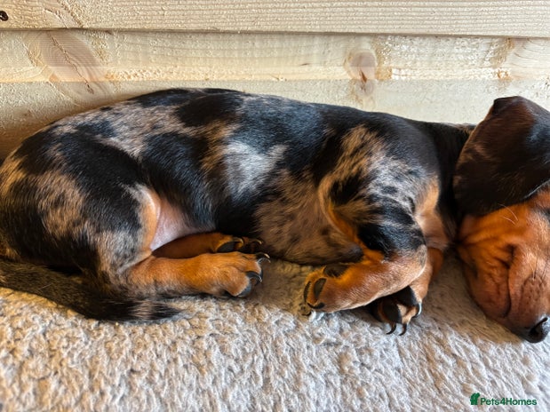 Miniature Dachshund dogs - Advert 4