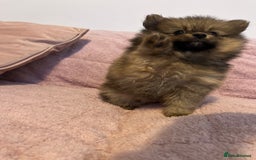 Pomeranian dogs for sale: 2 beautiful Pomeranian Puppy’s  - Image 10