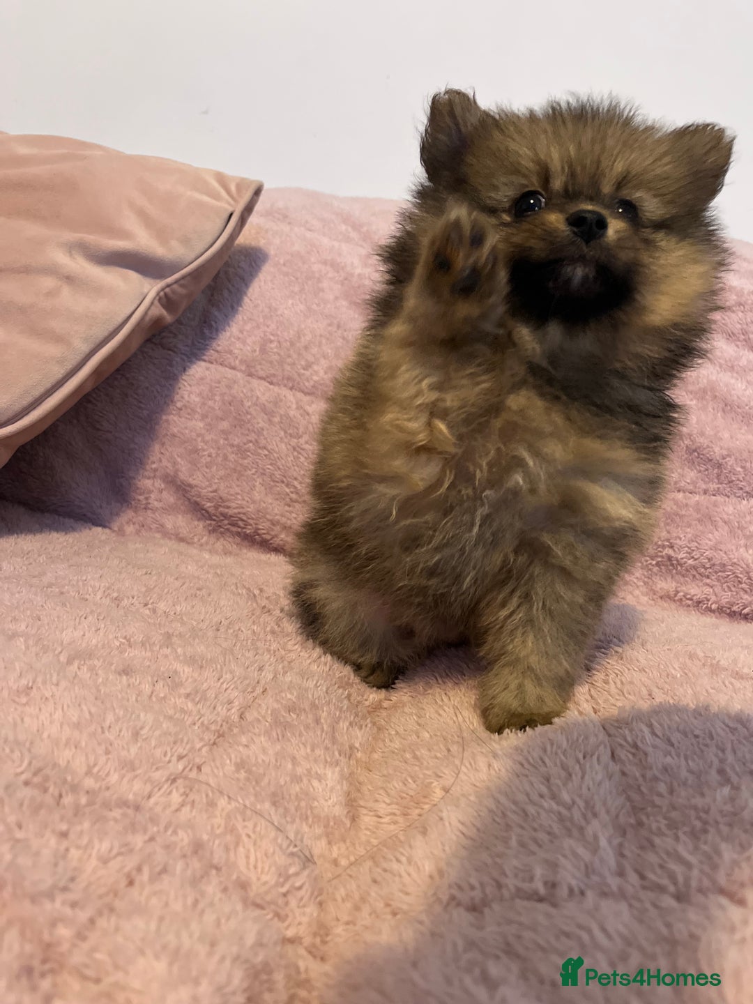 Pomeranian dogs for sale: 2 beautiful Pomeranian Puppy’s  - Image 10