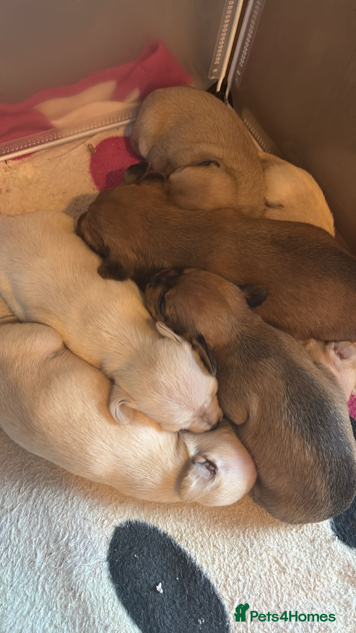 Mixed Breed dogs Gorgeous little puppies boys and girls - Advert 17