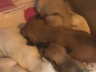 Mixed Breed dogs Gorgeous little puppies boys and girls - Advert 2